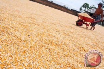 Bulog akan bangun 6 unit penyimpanan jagung tahun ini