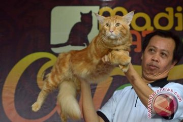 Forum komunikasi dokter hewan kampanyekan kucing lokal