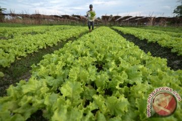 Harga sayuran naik, petani bergairah di awal tahun