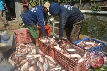 Jambi berpotensi jadi lumbung patin nasional