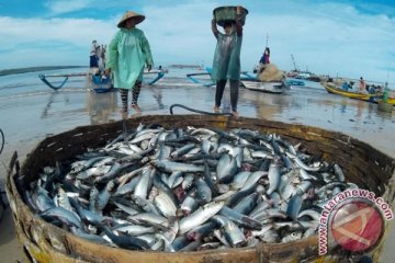 Mahasiswa Unej teliti ikan lemuru untuk obat