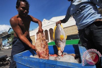 Perbankan mulai lirik pembiayaan ekspor ikan kerapu di Sumatera Barat