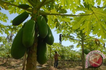 Petani Kulon Progo panen pepaya California