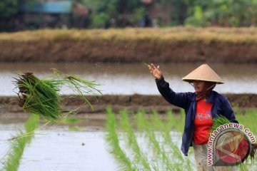 Mentan: APBN-P 2015 dukung kemajuan upsus pajale