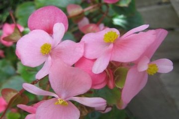 LIPI keluarkan varietas Begonia Lovely Jo