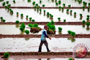 DIY akan perbaiki irigasi 16.000 hektare sawah