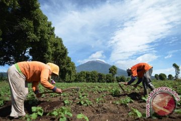 Hipmi: penguatan pertanian ciptakan sektor basis kokoh