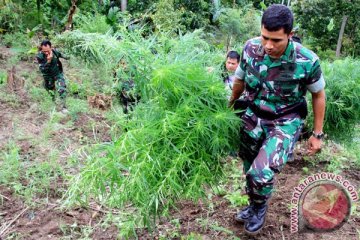 Satuan pengamanan perbatasan temukan ladang ganja di Keerom