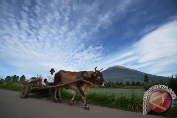 Dua desa dihujani abu halus Gunung Kerinci