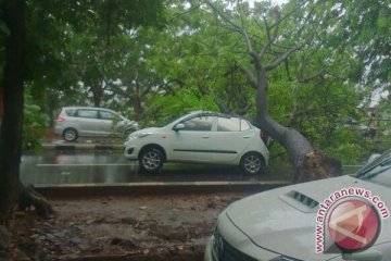 Hujan mengguyur Jakarta, sebuah mobil tertimpa pohon
