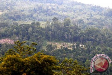 Presiden: hutan Indonesia terluas kesembilan di dunia