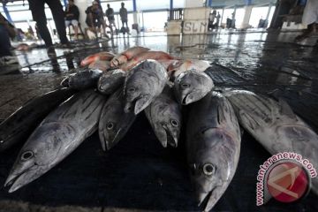 HARGA IKAN NAIK