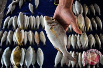 Harga ikan di Kupang "meroket"