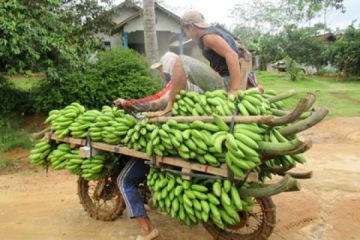 Angkut Buah Pisang