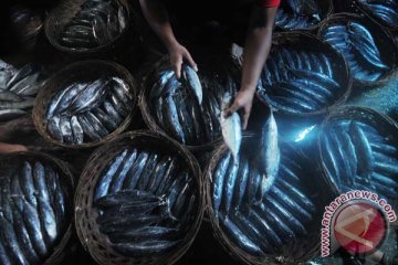 Harga ikan di Ternate kembali turun