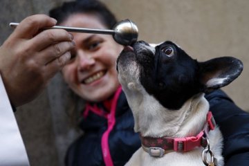 Anjing bisa memahami ekspresi wajah manusia