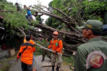 Hujan sebabkan pohon tumbang 62 titik di Yogyakarta