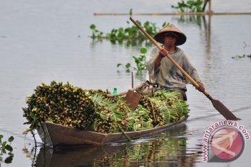 Eceng Gondok bisa diubah jadi bahan bakar