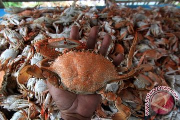 Karantina Bengkulu sita 110 ekor lobster tak sesuai ukuran