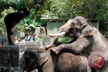 GL Zoo akan tanam ratusan pohon perindang