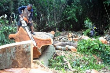 Antisipasi pohon tumbang KRB