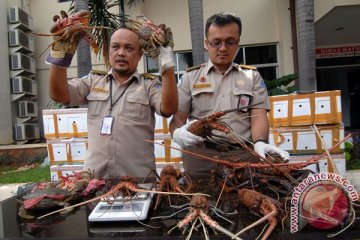 DKP Mukomuko sosialisasikan larangan tangkap lobster