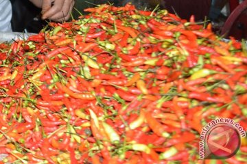 Bulog membeli 30 ton cabai dari petani