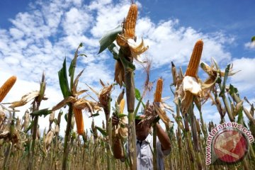 Rusli Habibie optimistis Gorontalo mampu produksi sejuta ton jagung