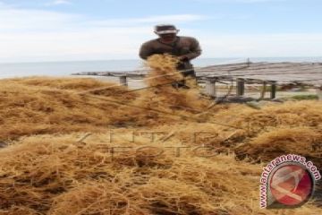HARGA RUMPUT LAUT TURUN