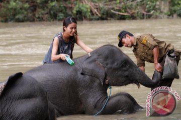 Dua bayi gajah lahir di konservasi BEC