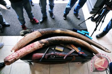 Kasus perburuan gading gajah aib bagi Riau