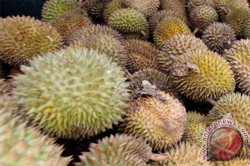 Rini Soemarno "pesta" durian merah Banyuwangi