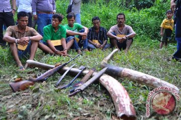 Vonis rendah pembantai gajah sumatera preseden buruk