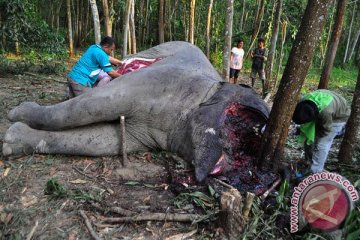 WWF : 10 tahun terakhir 145 gajah mati mengenaskan