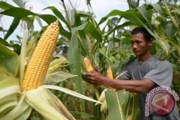 BKPPIJ kembangkan jagung Bonia yang telah punah