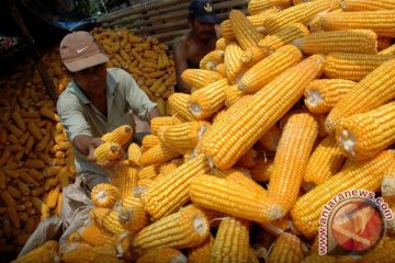 DuPont produksi 35 varietas jagung hibrida unggul