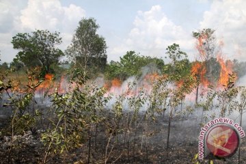 100 hektar lahan di pelalawan terbakar