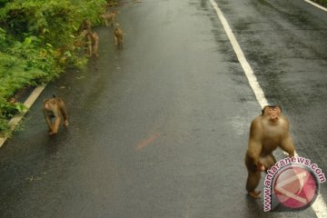 Kera Hadang Kendaraan