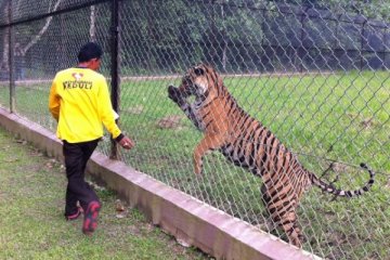 Dua harimau sumatera siap dilepasliarkan di TWNC