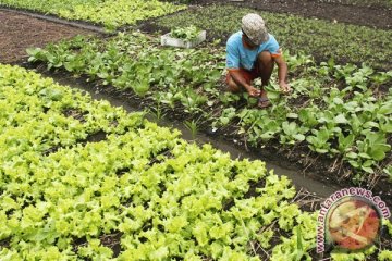 Jumlah petani berkurang 500.000 per tahun