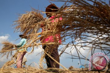 Artikel : Resah petani jelang panen raya