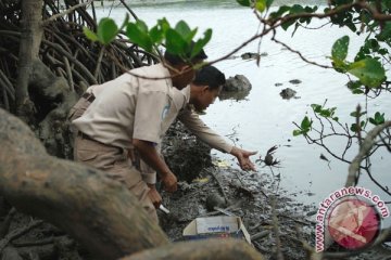 DKP Bantul akan tebar 3.000 anak kepiting