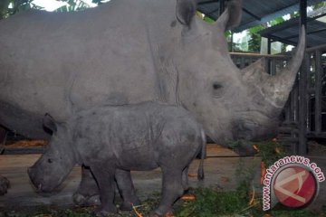 Kemarin, kelahiran dua anak badak hingga penyederhanaan kurikulum