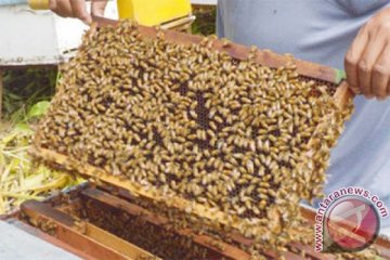 Perempuan Kenya perangi kemiskinan lewat produk lebah