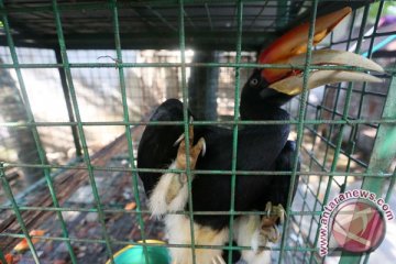 IHCS : perdagangan paruh burung Rangkong semakin terorganisasi