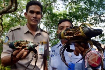 Balai Karantina Makassar lepas ratusan kepiting bertelur