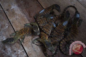 Surabaya perlu bangun Taman Komodo