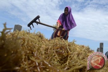 Dirjen: 85 persen rumput laut di dunia berasal dari Indonesia