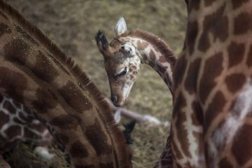 Kebun binatang Ragunan mendapat sepasang jerapah dari Australia