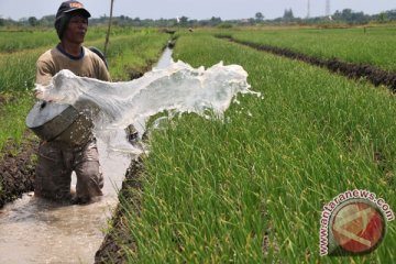 Petani bawang Bantul panen dini akibat banjir